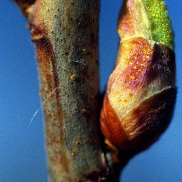 Macérât de bourgeons frais de Cassis - Ribes nigrum