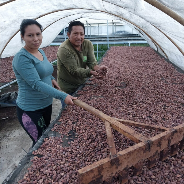 cacao criollo