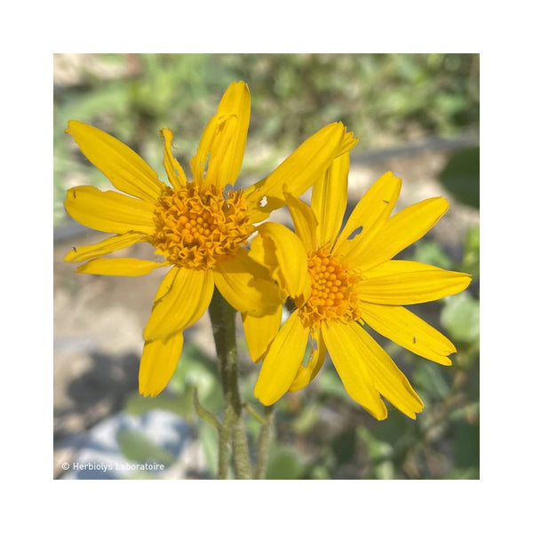 Fleur d'Arnica Bio 