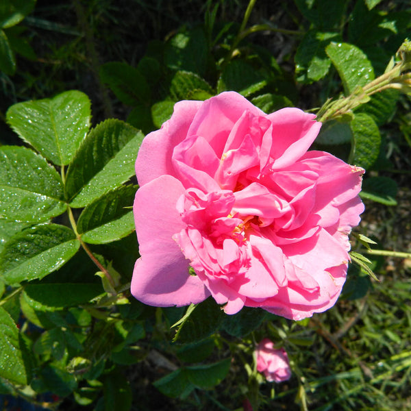 Rose de Damas de Floraluna